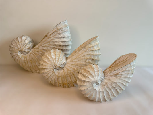 Nautilus Shell Set (3)