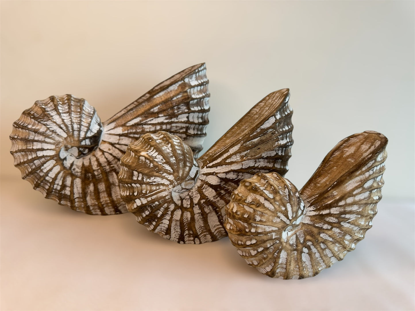 Nautilus Shell Set (3)